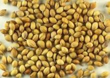 CORIANDER SEEDS