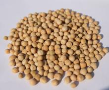 YELLOW PEAS