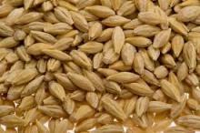  MALT   BARLEY 