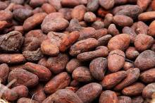 Cacao Bean / Cocoa (Organic Certified) Natural Cacao Beans