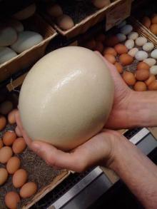 Ostrich Eggs