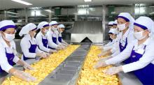 Dried  Jack   Fruit  For Sale