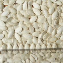 Inshell Shine Skin Pumpkinseed (10 mm-11 mm)