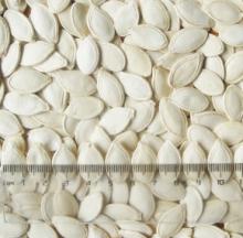 Inshell Shine Skin Pumpkinseed (11 mm-12 mm)