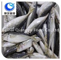 High Quality Big Eyes Scad Whole Round