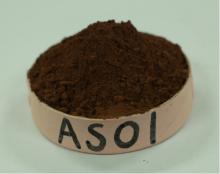 Supply  Alkalized   Cocoa   Powder  10/12  AS01  For Sale