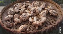 top grade wild and best popular white flower shiitake mushroom wholesale