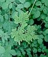Moringa oleifera leaves Extract