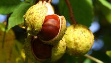 HORSECHESTNUT EXTRACT ( ESCIN 20%, 90% ) CIRCULATION SUPPORT, ANTI-AGEING,  COSMETIC  INGREDIENT
