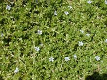 BACOPA MONNERI (BACOSIDES 20%, 50%)
