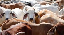 Livestock Product Type Live Cattle for sale