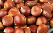 2015 High Quality Bulk Chestnut in Brazil