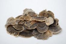 Cordyceps sinensis extract