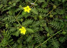  Tribulus  Terrestris  Extract 
