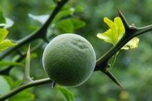  Citrus  Aurantium Extract