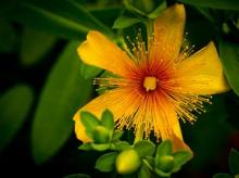 St. John's  Wort   Extract 
