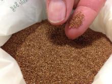 TEFF  WHOLE   GRAIN 