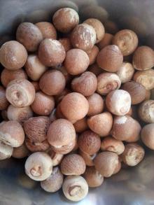 Split and Whole  Betel   Nut s for sale