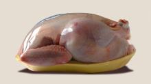 Frozen Chicken whole and part