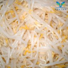  Canned   Bean   Sprout 