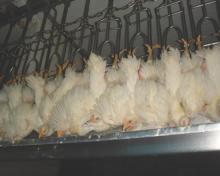 QUALITY HALAL WHOLE FROZEN CHICKEN AND CHICKEN PARTS FROM BRAZIL