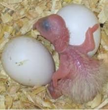 umbrella cockatoo eggs