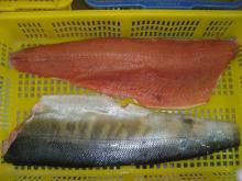 Frozen Pacific Chum  Salmon   Fish   Fillets 