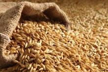 BARLEY - ANIMAL FEED