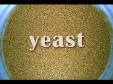 Yeast - LOW & HIGH SUGAR