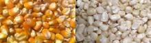 YELLOW CORN / WHITE CORN / MAIZE