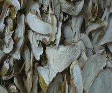  dried   boletus   edulis 