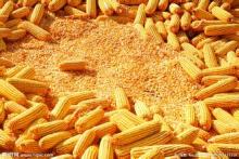 yellow corn/maize  origin  Ukraine for  animal   feed 