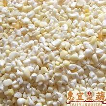white corn/maize for human food