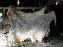 Wet Salted Cow Hides