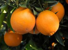 Fresh mandarin  orange /Fresh  Orange , Naval  Orange ,  Valencia   Orange s