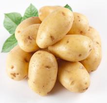 Chinese Fresh Potato of 2016 Crop