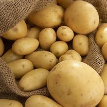 Export Shandong Fresh Potato