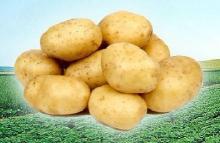 China Fresh Potato in Low Price