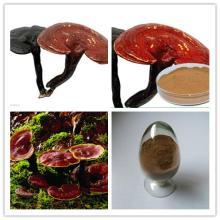 manufacturer rishi mushroom extract 10-30%Polysaccharides,1.5%-4% Triterpene saponins