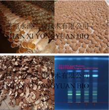 Shell-broken  Reishi   Spore   powder  delay aging manufacturer  reishi  mushroom extract