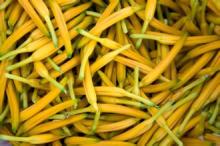exporter Daylily Extract wweight losing, antioxidant, lotus extract