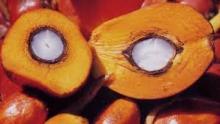 bethel nut for urgent delivery