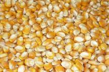 Yellow corn Grade A