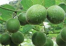 Fresh monk fruit monk fruit powder organic monk fruit sweetener
