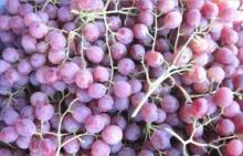 Fresh Grapes seedless