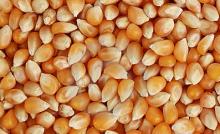 popcorn seed for sale