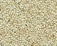 organic  safflower   seed s for sale