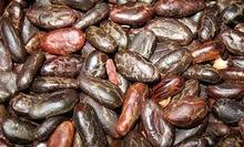 Criollo cocoa bean