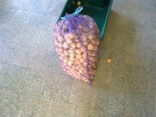 New crop walnut in shell