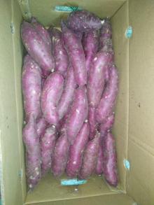 JAPANESE SWEET POTATO